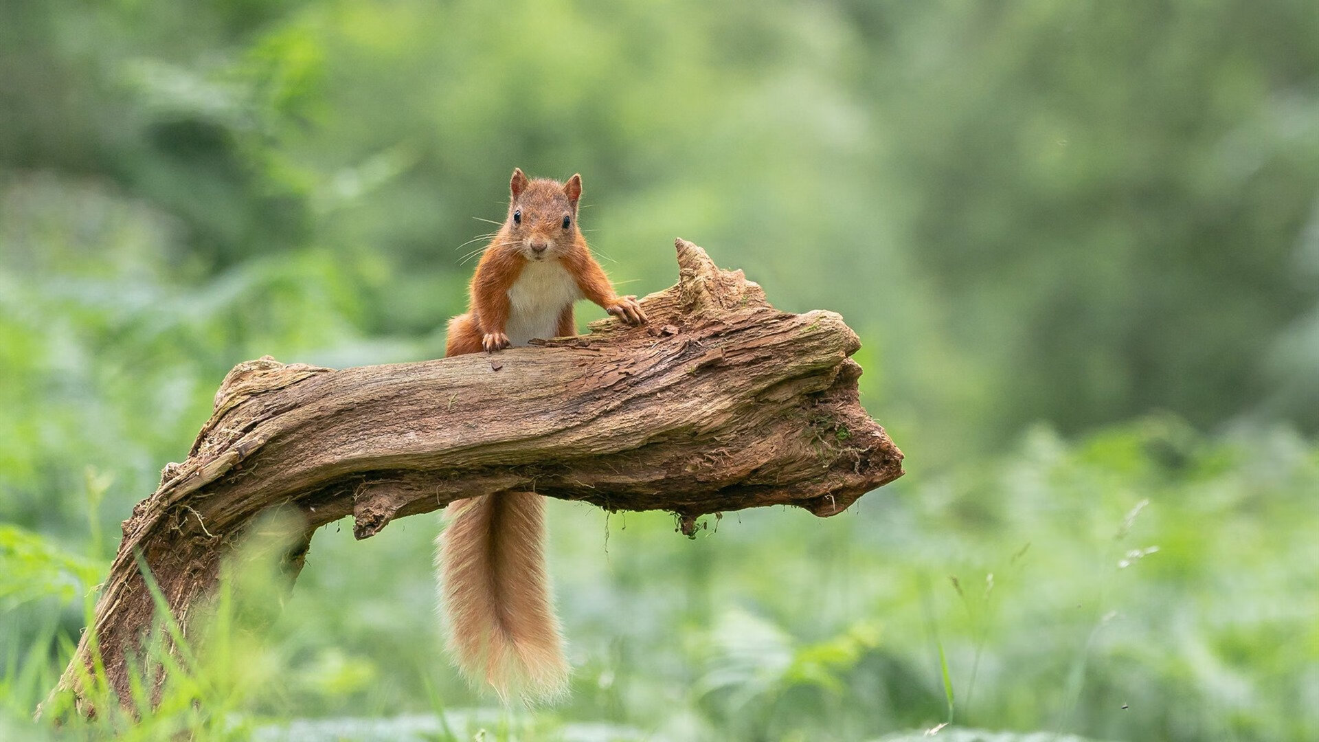 爱游戏登录入口-“中国女足在世预赛中迎来关键战役，争夺出线希望”，中国女足世预赛战绩
